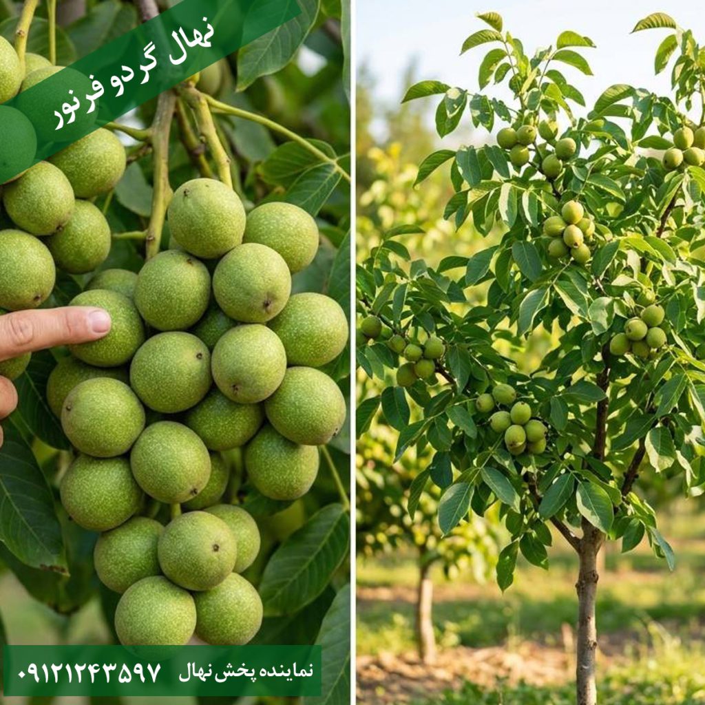 نهال گردو فرنور