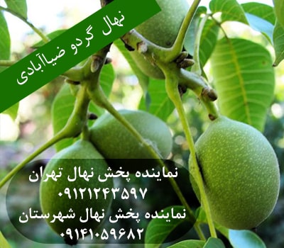 خرید نهال گردو ضیاآبادی