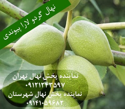 خرید نهال گردو لارا پیوندی