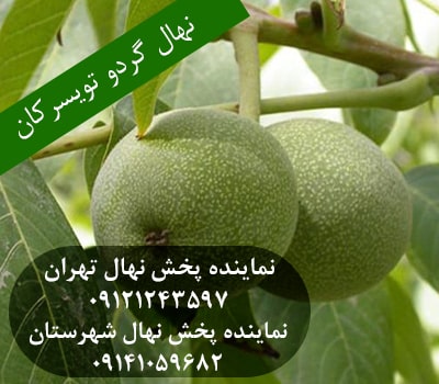 خرید نهال گردو تویسرکان