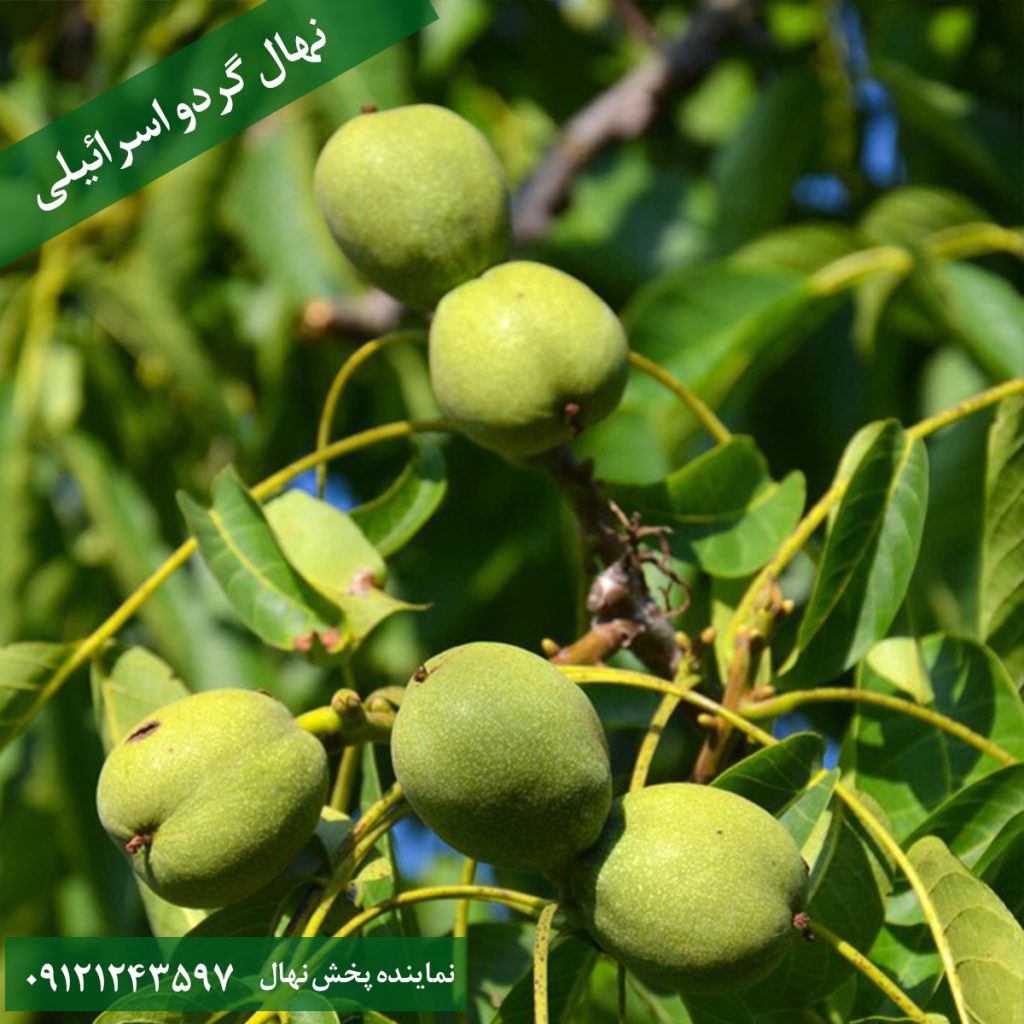 خرید نهال گردو اسرائیلی