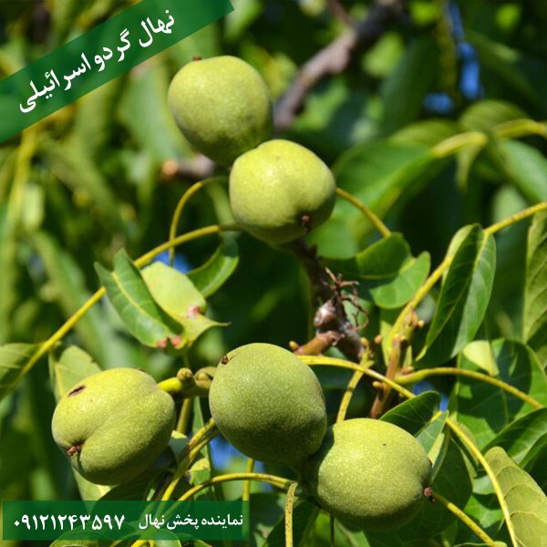 خرید نهال گردو اسرائیلی
