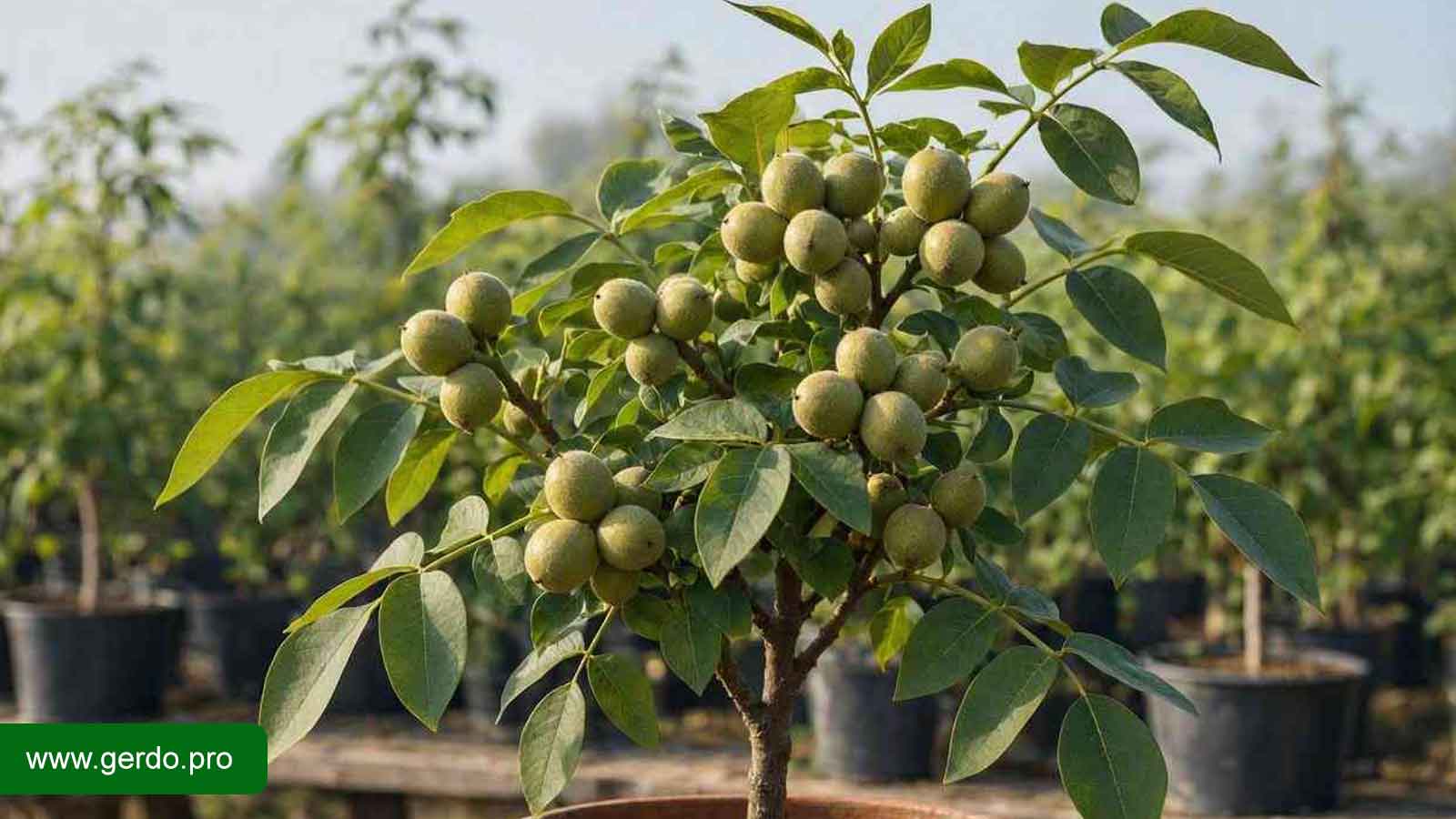نهال گردو مراغه