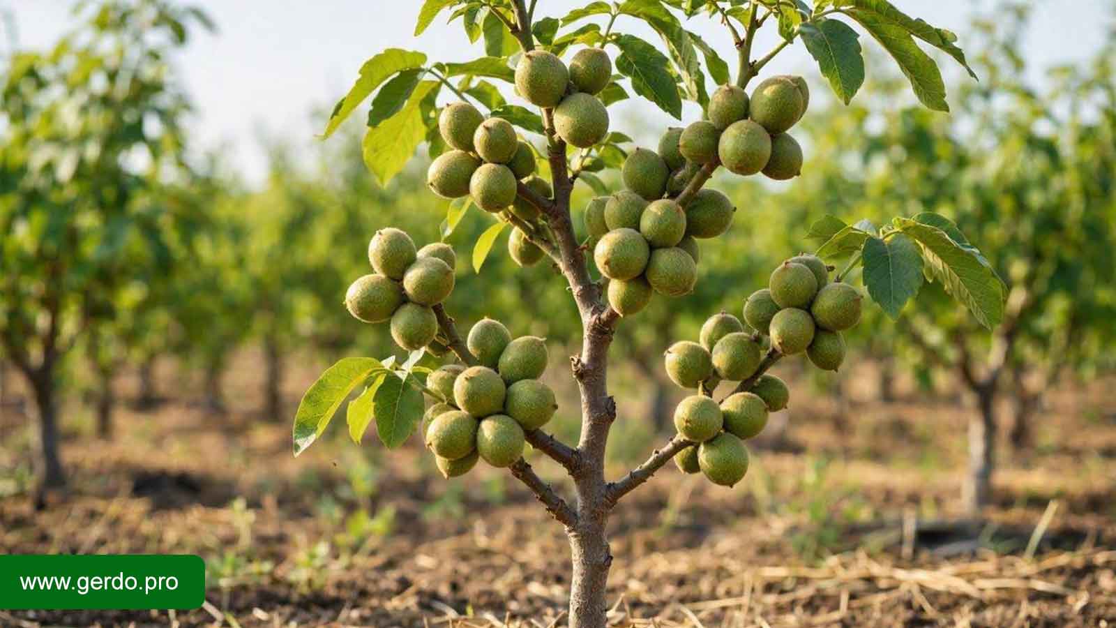 خرید نهال گردو ترکیه‌ای