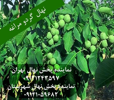 نهال گردو مراغه