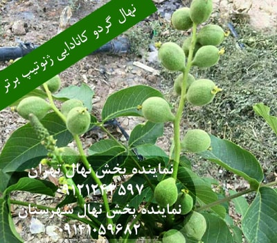 خرید نهال گردو کانادایی