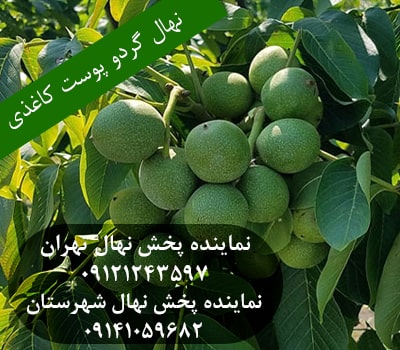 خرید نهال گردو کاغذی