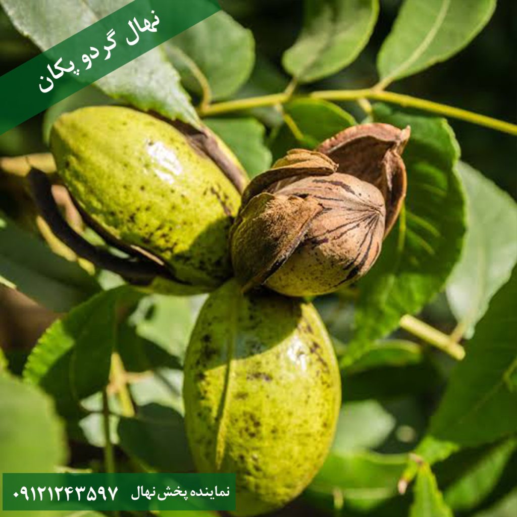 خرید نهال گردو پکان آمریکایی
