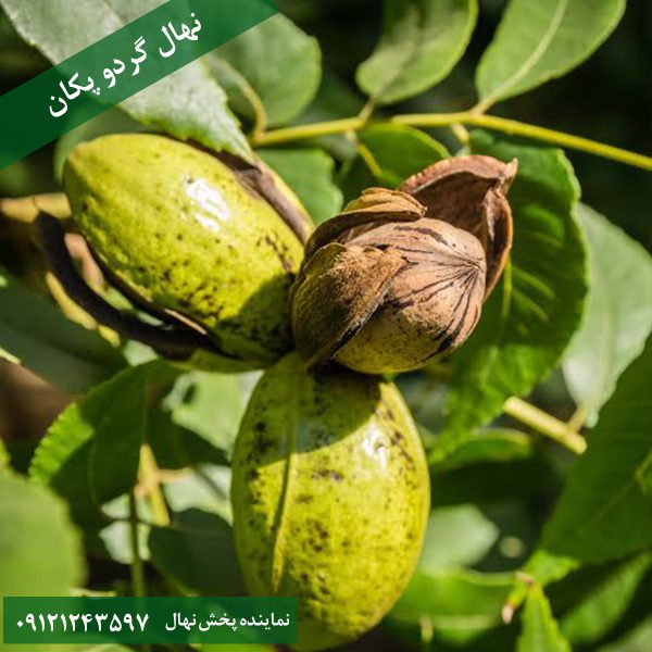 خرید نهال گردو پکان آمریکایی