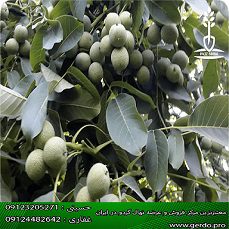 نهال گردو