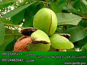 نهال گردو