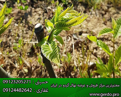 نهال گردو ژنوتیپ برتر کرج