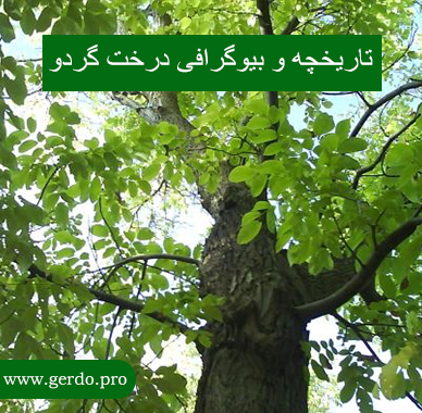 تاریخچه درخت گردو
