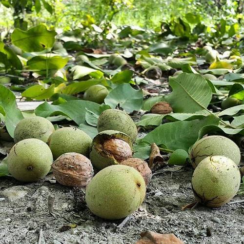 نهال گردو ژنوتیپ برتر