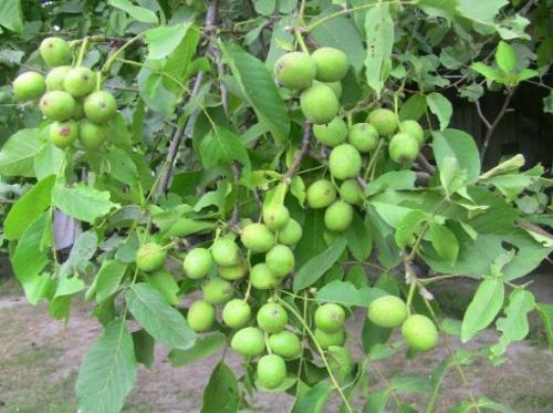 نهال گردو پیوندی