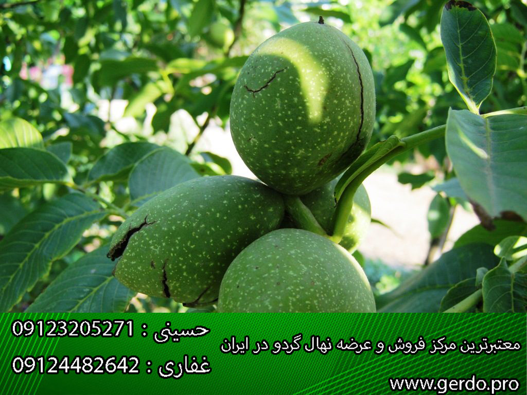 تکثیر گردو