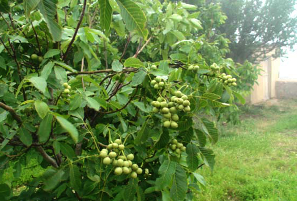 شناخت درختان گردو