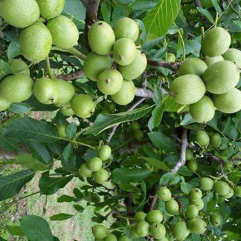 کاشت نهال گردو چندلر