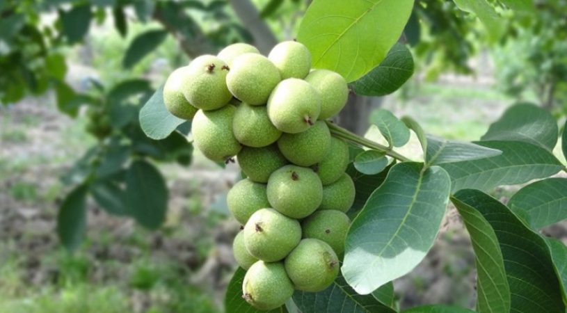 خرید نهال گردو اصلاح شده