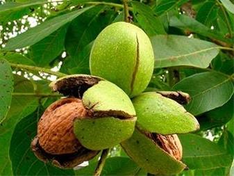 بهترین نهال گردو تجاری
