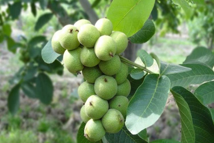 نهال گردو اسرائیلی