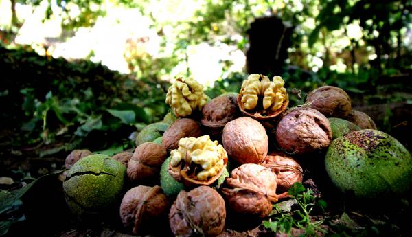 نهال گردو بومی و غیربومی