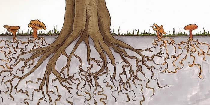 قارچ میکرویزا و تاثیر آن در رشد درختان گردو
