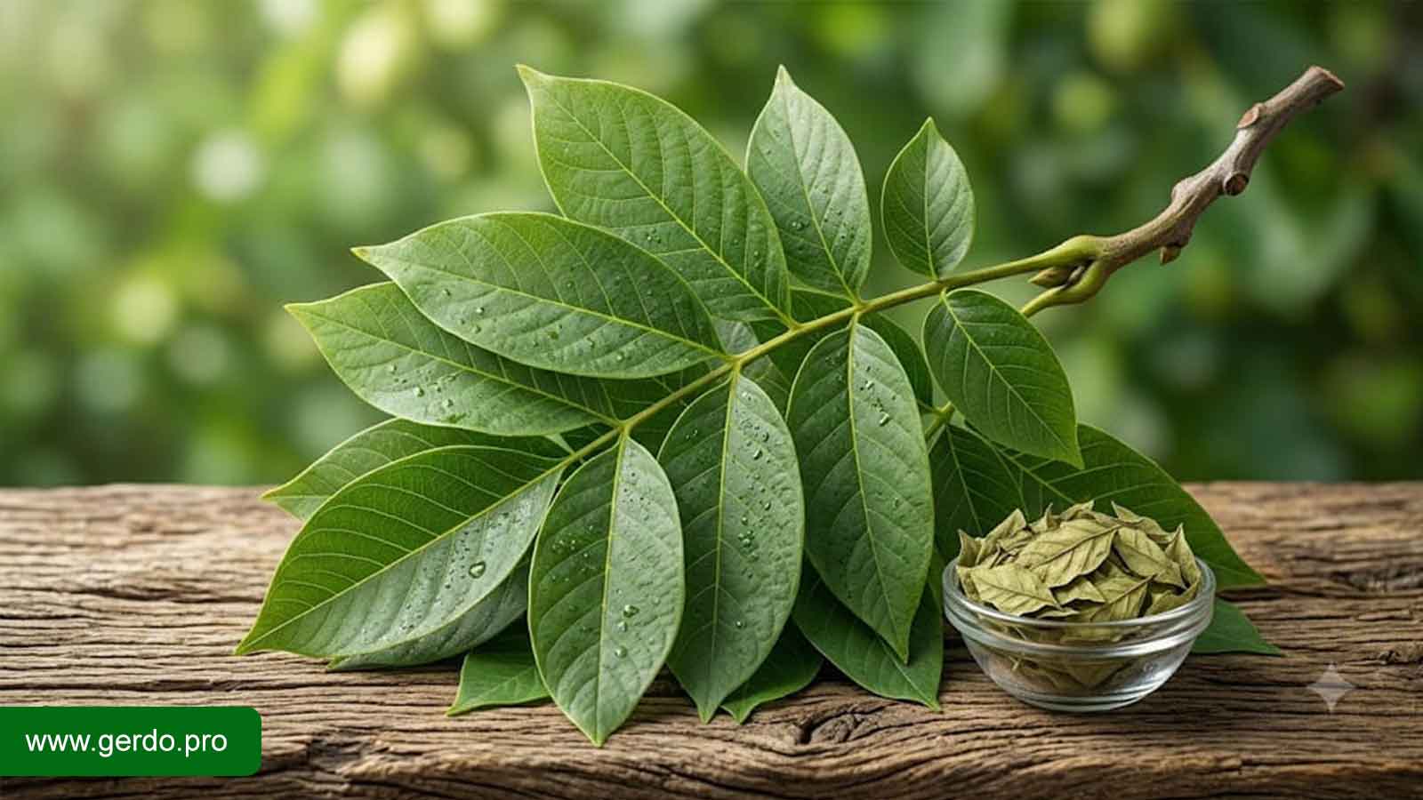 خواص برگ درخت گردو