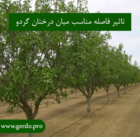 تاثیر فاصله کاشت بین درخت گردو