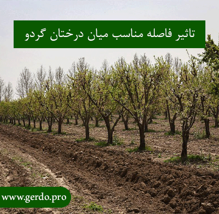 فاصله کاشت میان درختان گردو