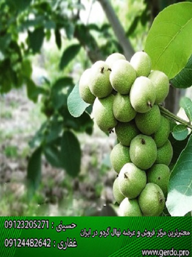 پرفروش ترین نهال گردو برای کاشت