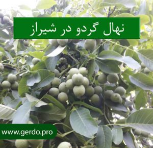 خرید بهترین نهال گردو شیراز
