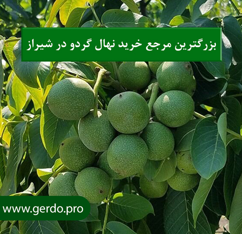 خرید نهال گردو در شیراز