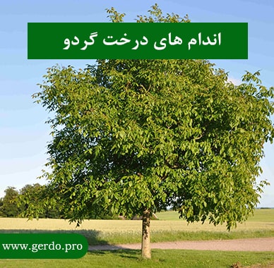 اندام درخت گردو