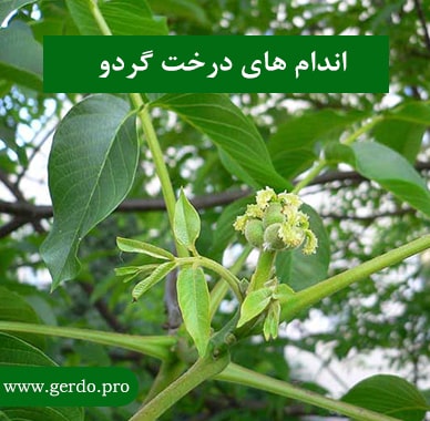 اندام و اجزا درخت گردو