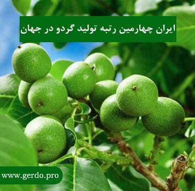 ایران چندمین رتبه تولید گردو در جهان را دارد