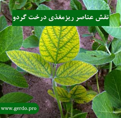 عناصر ریزمغذی چیست