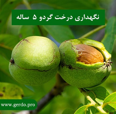 اصول نگهداری باغ گردو 5 ساله