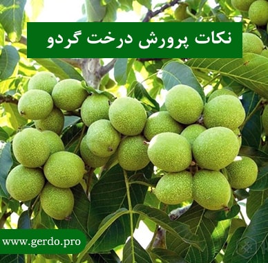 پرورش درخت گردو