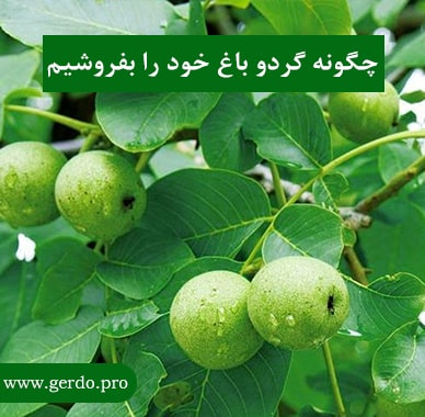 چگونه گرذو باغ خود را بفروشیم