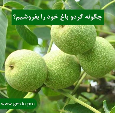 چگونه گردوهای باغ خود را بفروشیم
