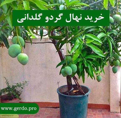 خرید نهال گردو گلدانی