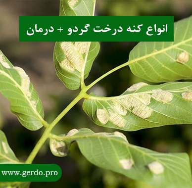 انواع کنه درخت گردو
