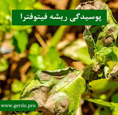 بیماری پوسیدگی ریشه و طوقه درخت گردو