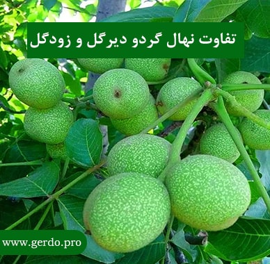 تفاوت نهال گردو دیرگل و زودگل