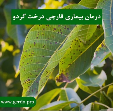 درمان بیماری قارچی درخت گردو