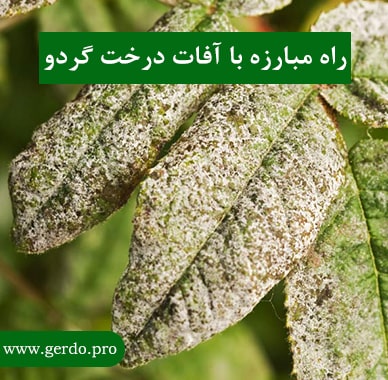 روش مبارزه با افات درخت گردو