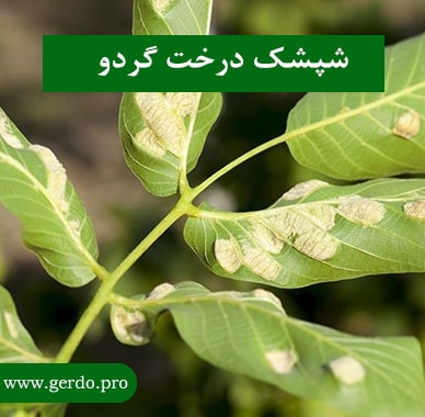 شپشک درخت گردو
