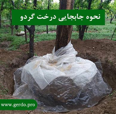 نحوه جابجایی درخت گردو