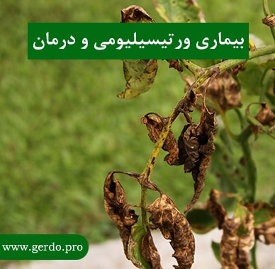 بیماری ورتیسیلیومی چیست